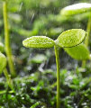 雨天