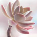 qq_1433833141251