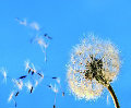 看蒲公英飘过