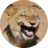 愛笑的狮子