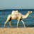 海边的骆驼